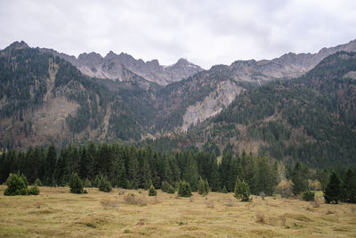 Scenic view of forest on and landscape