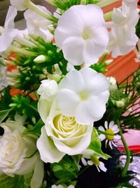 Close-up of white flowers