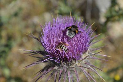 Close-up of butterfly on purple flower