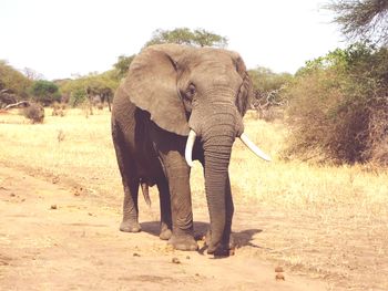 indian elephant