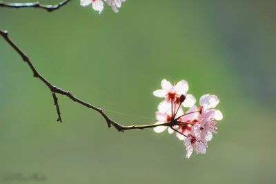 Close-up of white flowers blooming on tree