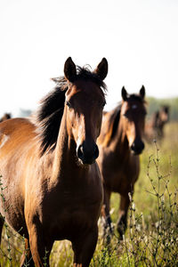 Horses in a field