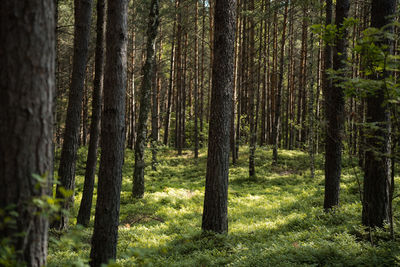 Trees in forest