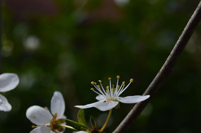 Close-up of white flowering plant