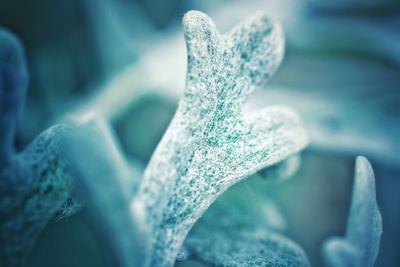 Close-up of leaf
