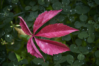 Close-up of wet plant