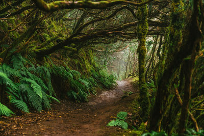 Footpath through dense laurel forest or laurisilva, laurissilva on spanish island tenerife