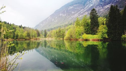 Scenic view of lake by trees in forest against sky