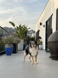 Portrait of dog sitting on floor