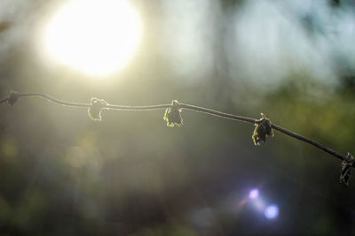 Close-up of plants growing against sky