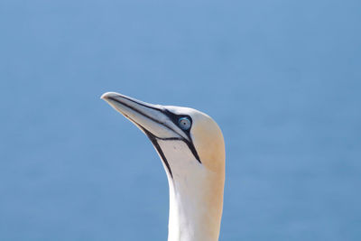 Close-up of a gannet bird against blue sky
