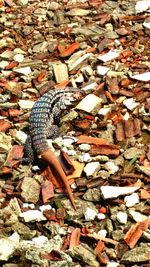 High angle view of lizard on rock