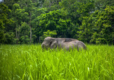 Turtle on grass against trees