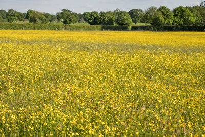 Scenic view of oilseed rape field