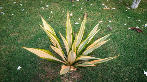 High angle view of flowering plant on field