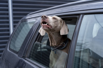 Blue dog looks out of car window and barks. weimaraner with hanging ears peeking out of window