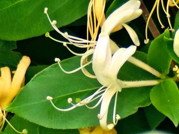 Close-up of plant