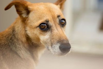 Close-up portrait of dog