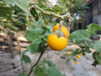 Close-up of orange on tree