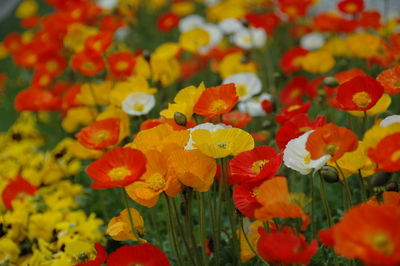 Close-up of yellow flowers blooming outdoors