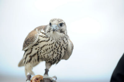 Close-up of sparrow perching against clear sky