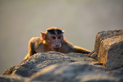 Portrait of monkey