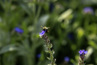 Close-up of bee pollinating on purple flower