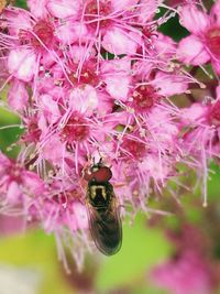 Close-up of bee on pink flower