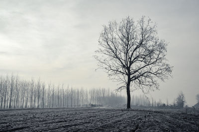 Bare tree on field against sky