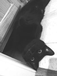 Portrait of cat