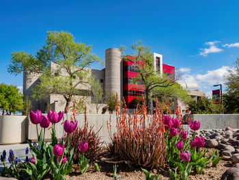 Flowering plants by building against sky