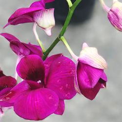 Close-up of fresh pink flowers blooming in water