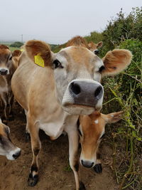 Portrait of cow on field against sky