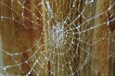 Close-up of spider web