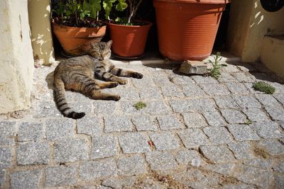 Cat on cobblestone street