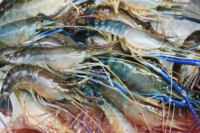 Close-up of fish for sale in market