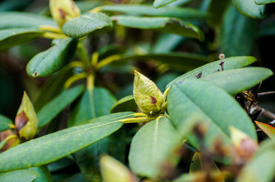 Close-up of fresh green plant