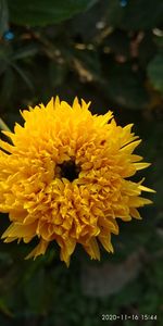 Close-up of yellow flowering plant