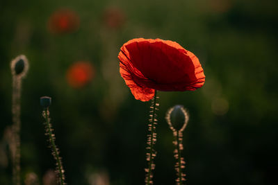 Close-up of red poppy flower