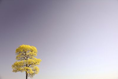 Low angle view of yellow tree against clear sky