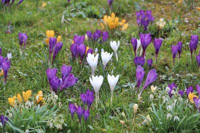 Close-up of purple crocus flowers blooming on field