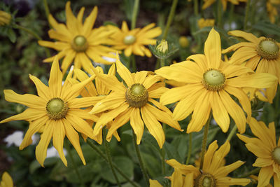 Yellow flowers blooming outdoors