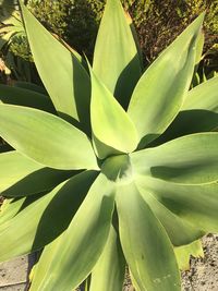 High angle view of succulent plant