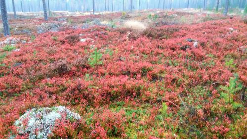 Pink flowers blooming on field