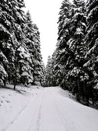 Snow covered road amidst trees against sky