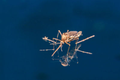 Close-up of insect on blue background