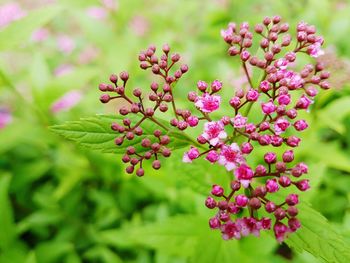 Close-up of pink flowering plant