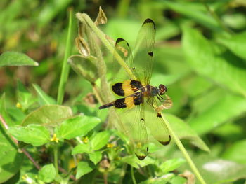 Close-up of bee pollinating flower