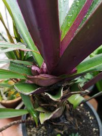 Close-up of succulent plant