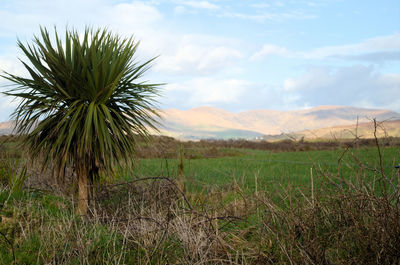 Palm trees on field against sky